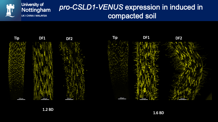 Root hair response to soil compaction