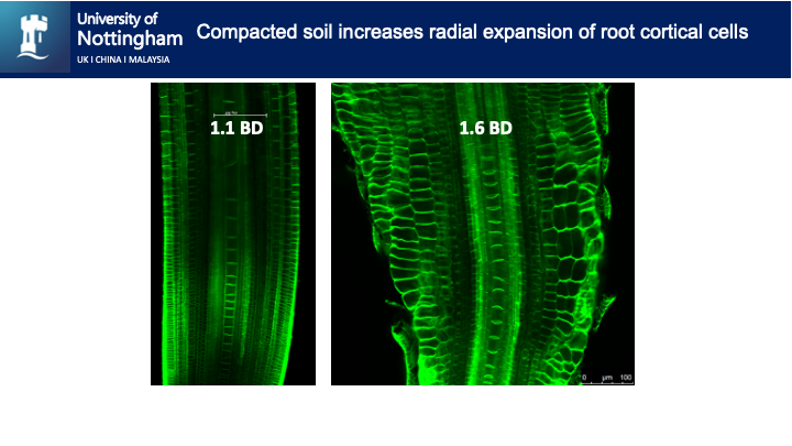Root cortical cell expansion under soil compaction